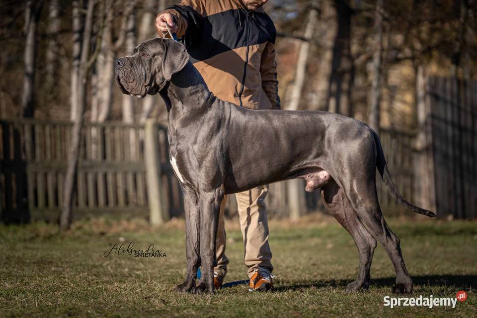 Dog niemiecki błękitny FCI zkwp Żnin sprzedam