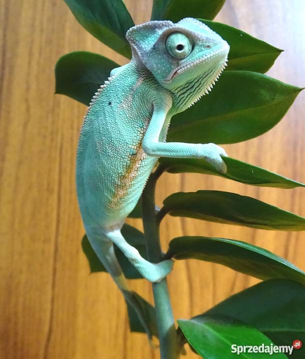 Młode Kameleony jemeńskie Zwierzęta Łódź