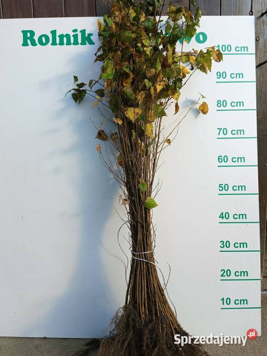 Brzoza sadzonki 80 110 Szczecinek
