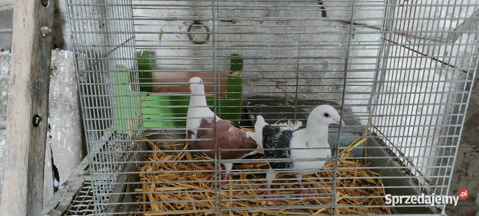 Golembie pocztowe Ptaki lubelskie Tokarówka