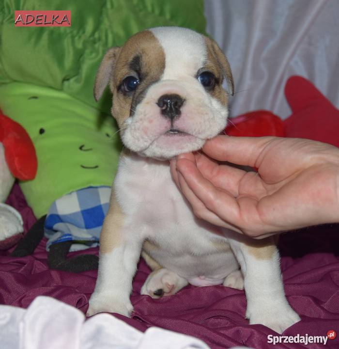 Buldog angielski ZKwP FCI Łódź sprzedam