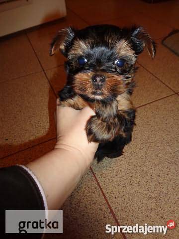 8 tygodni piesek YORK podlaskie Białystok