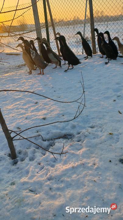 Kaczki i kaczory biegusy małopolskie Szczurowa