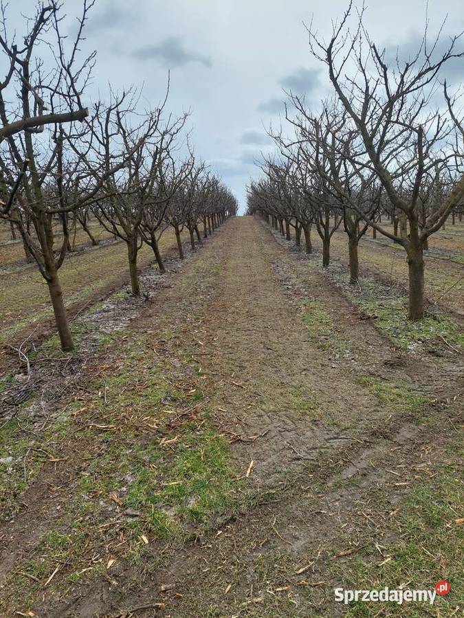 Kosiarka bijakowa HMF FLV 150 mulczer Szydłów