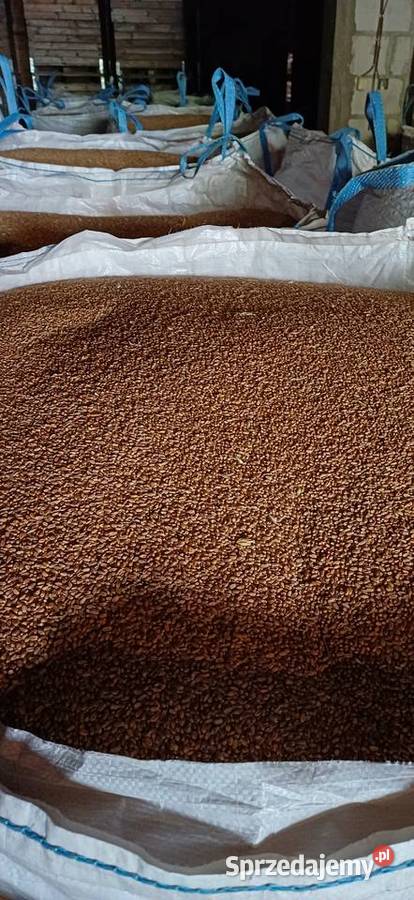 Pszenica jara Wólka Leśna