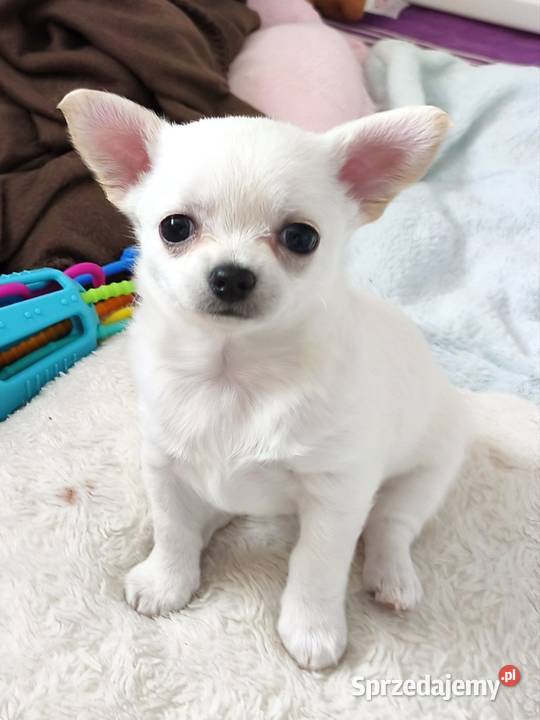 Suczka chihuahua FCI Laskowice