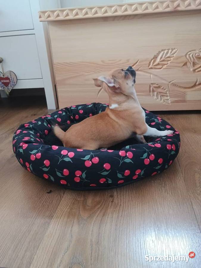 Chihuahua malutki wyjątkowy xxs Chihuahua łódzkie Radomsko
