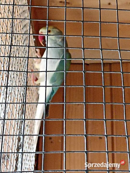 Sprzedam papugi rozelle królewskie aleksandretta