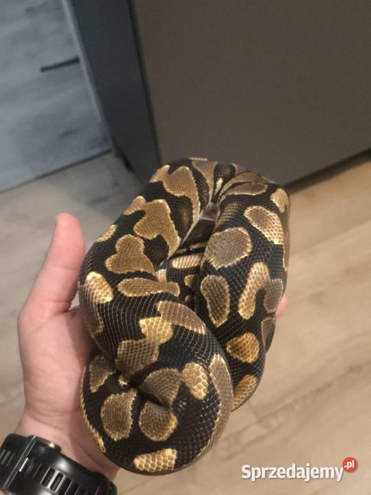 Pyton Królewski Terrarium Bielsko-Biała sprzedam