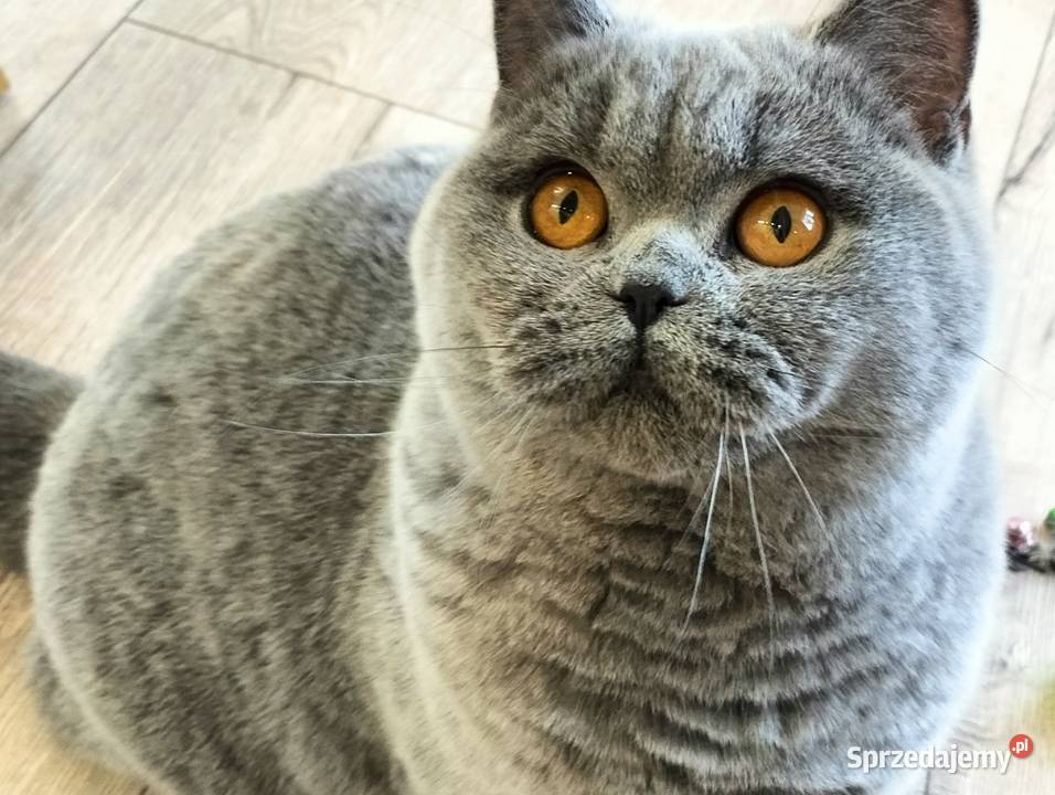 Kocięta niebieskie pięknych rodzicach Rodowód Łódź