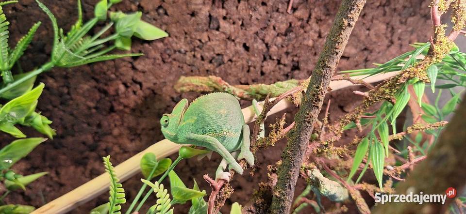 Kameleon jemeński samiec mazowieckie Wołomin