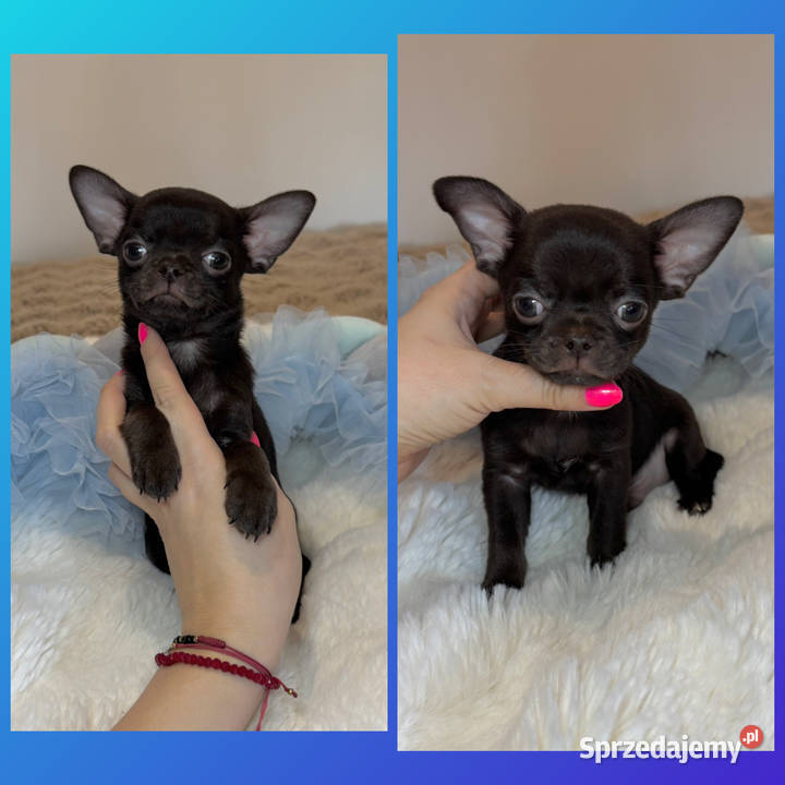 Chihuahua krótkowłosy czekoladowy piękny badania