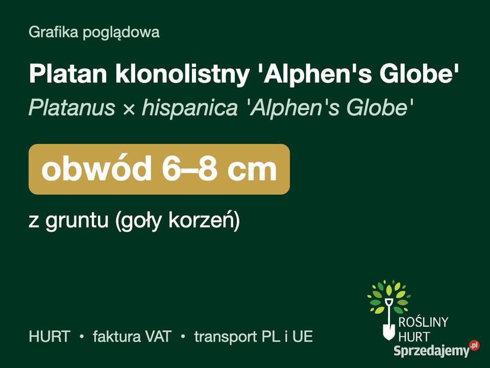 Platan klonolistny Alphens Globe obwód 68 z