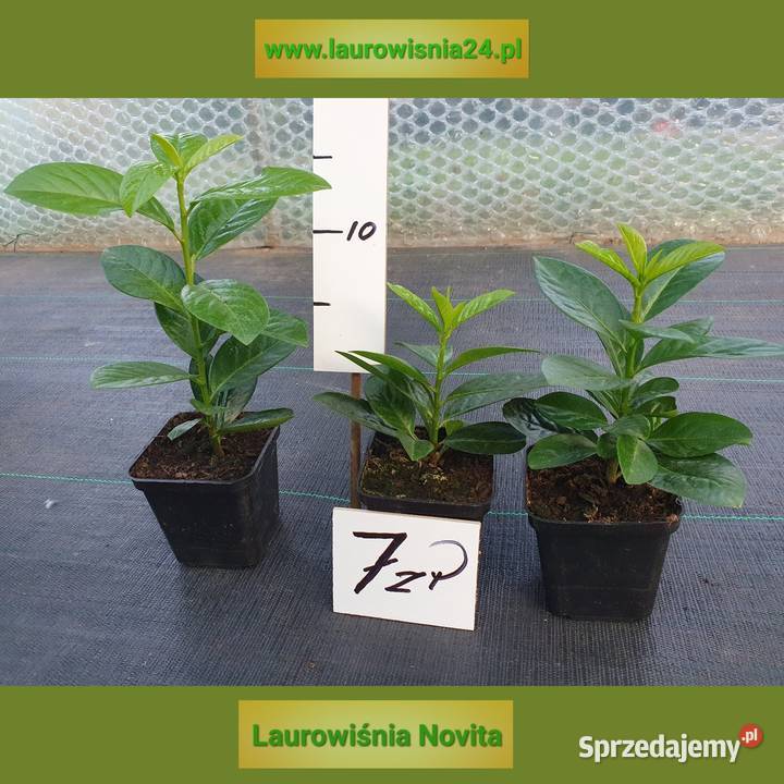 Laurowiśnia nowita