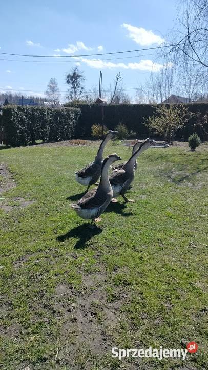 Gęś kubańska para śląskie Suszec