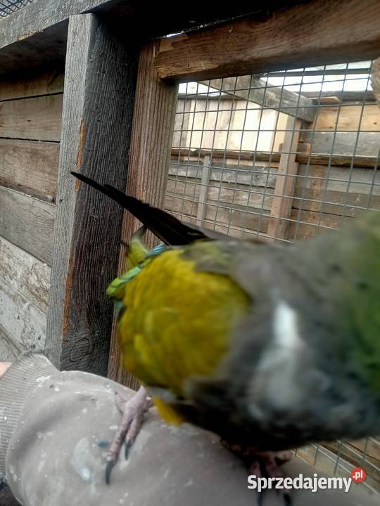 Patagonka oswojona Ptaki Brusy