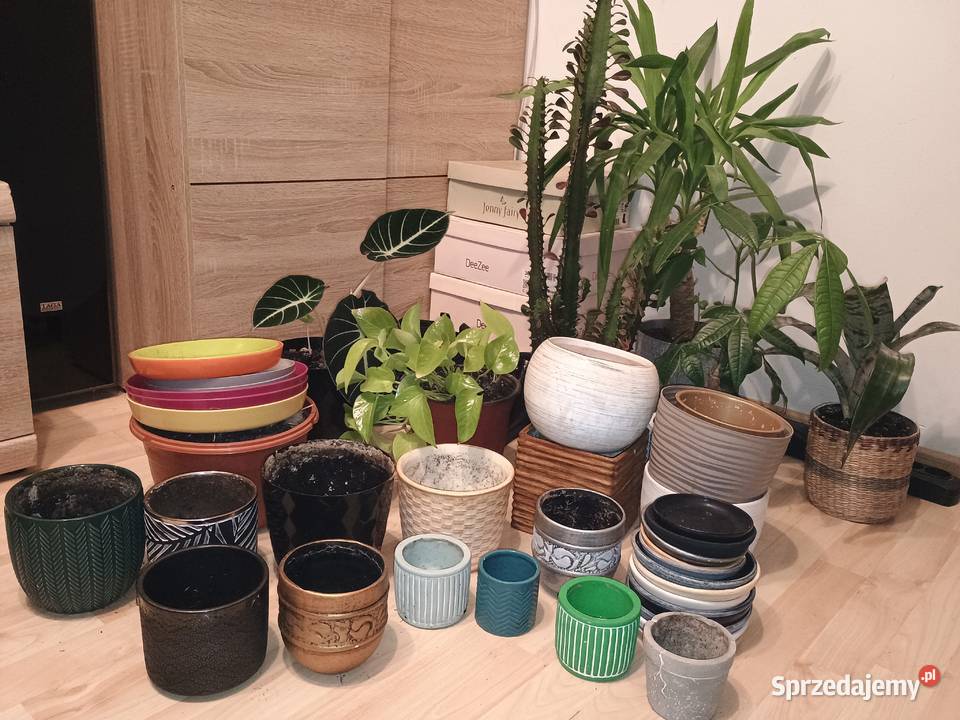 Kwiaty doniczkowe wszystko Dom i Ogród