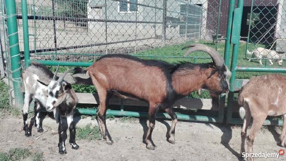 Kozioł cap 15r Nowe Rybie