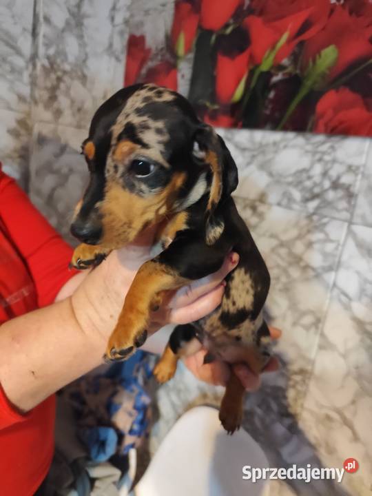 Jamnik krótkowłosy merle piesek Ciechanów sprzedam