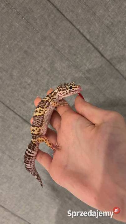 Gekony lamparcie Sulejówek sprzedam