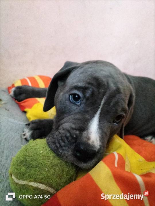 8 wspaniałych szczeniaczków cane corso Siedlce