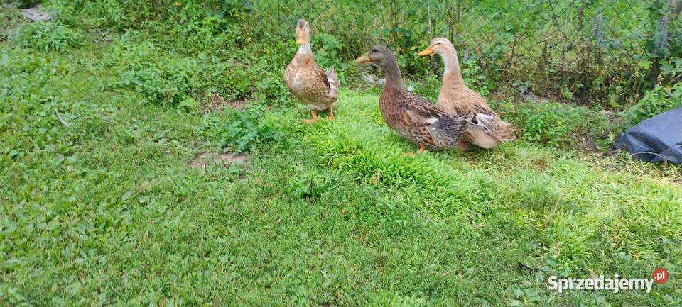 Kaczki staropolskie z 24 roku