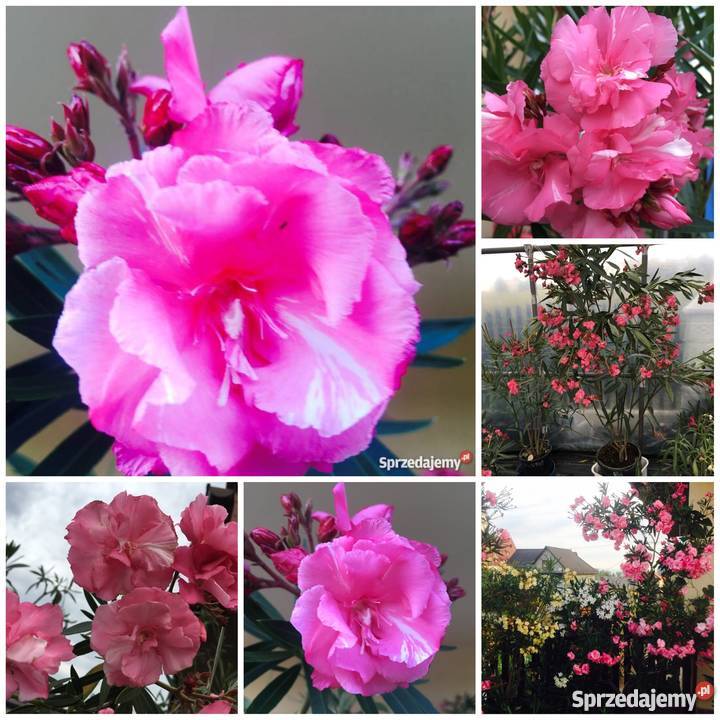 Oleander biały pachnący pełny na imieniny Brzeźnica sprzedam