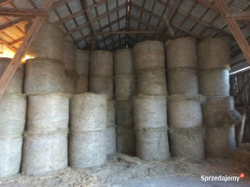 Bele Siano tegoroczne wielkopolskie Zbiersk sprzedam