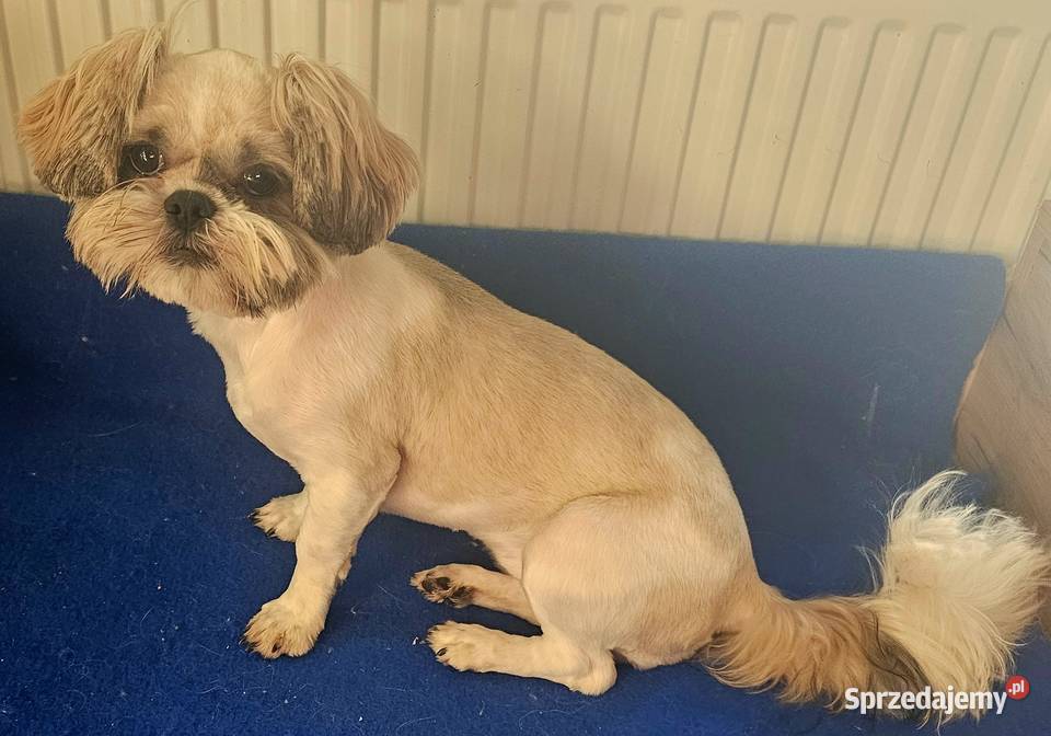 Shih Tzu śliczna tri color Wszystkie szczepienia śląskie Częstochowa