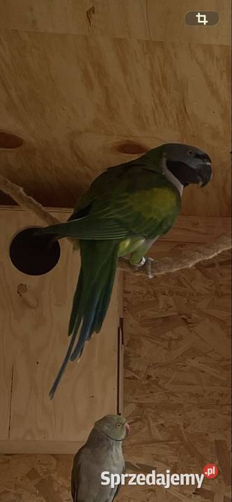 Aleksandretty chińskie para lęgowa Wodzisław Śląski