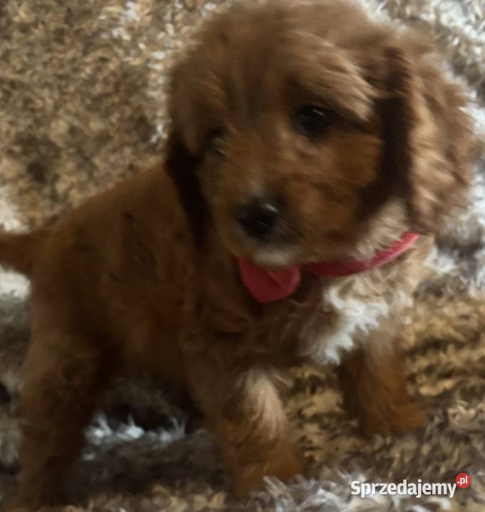 Malutkie Cavapoo szczeniaki piękne Bielany Wrocławskie