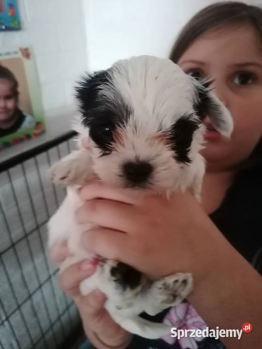 York z rodowodem Mysłowice