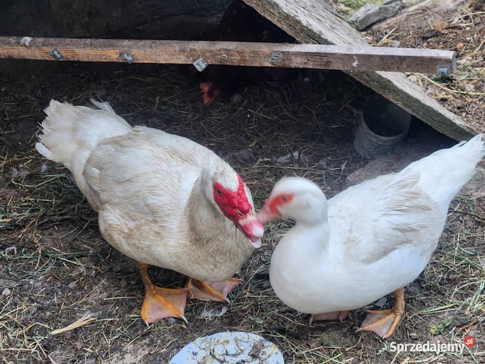 Sprzedam kaczki piżmowesamiecsamica Gady i płazy Kielce sprzedam
