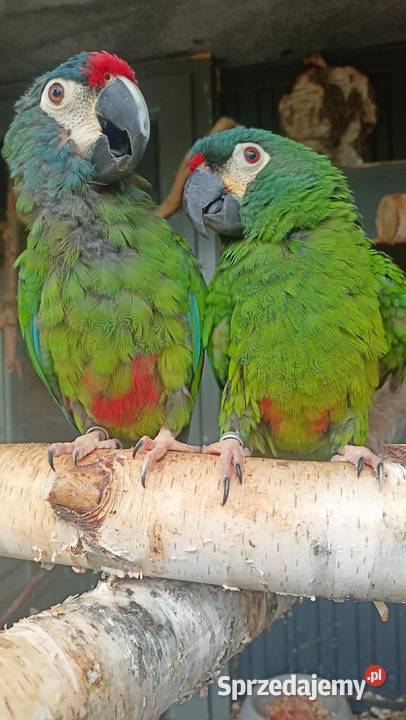 Ara maracana para dorosła marakana marakany Wieliczka sprzedam
