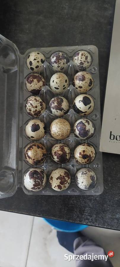 Sprzedam jajka przepiórki Rolnictwo pomorskie Skarszewy