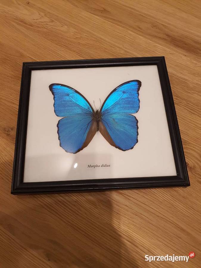 Kolekcja motyli w gablocie na sprzedaż Jelenia Góra
