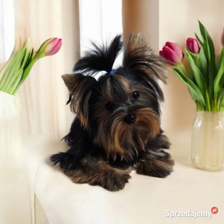 Piękny Maleńki York komplet dokumentów Większy Opole