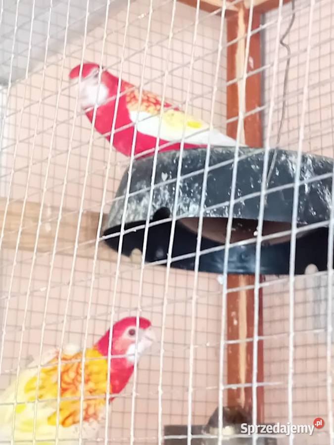 Papugi rozele rubino Siedlce