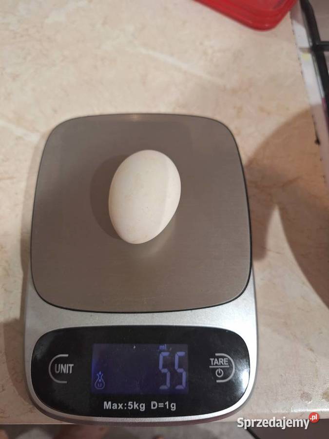 Jajka mlodych kurek Dubielno