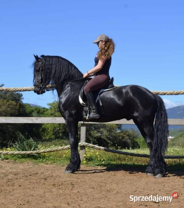 Wałach fryzyjski koni hobbystycznych Łódź