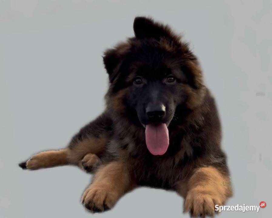 Owczarki Niemieckie Owczarek Niemiecki KLASA Czernikowo
