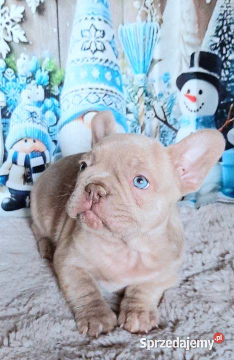 Buldog francuski chlopak isabela Pabianice