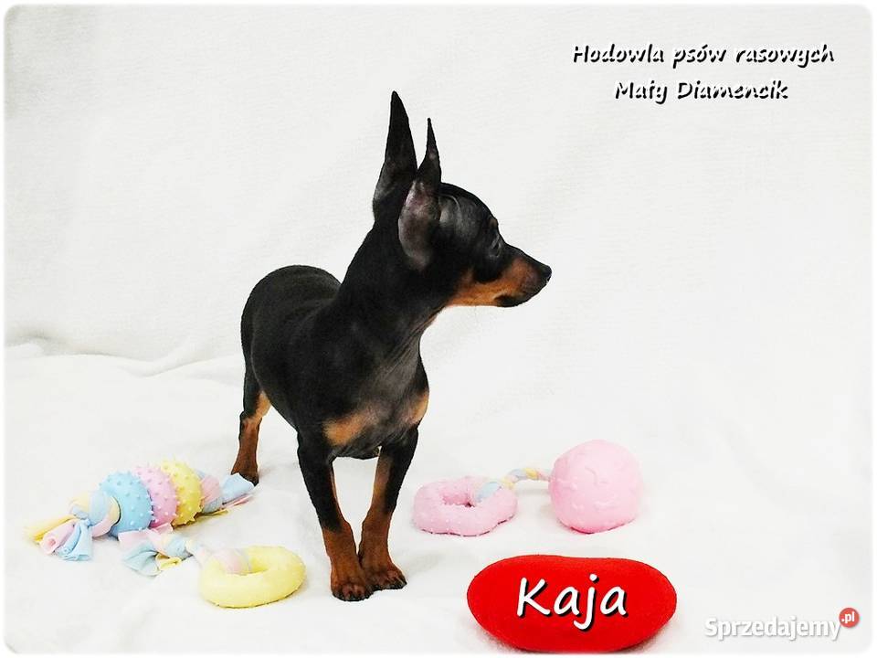 Pinczer miniaturowy Ratlerek Suczka KAJA z Żary