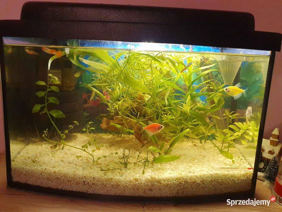 akwarium ryby rośliny grzałka filtr całość