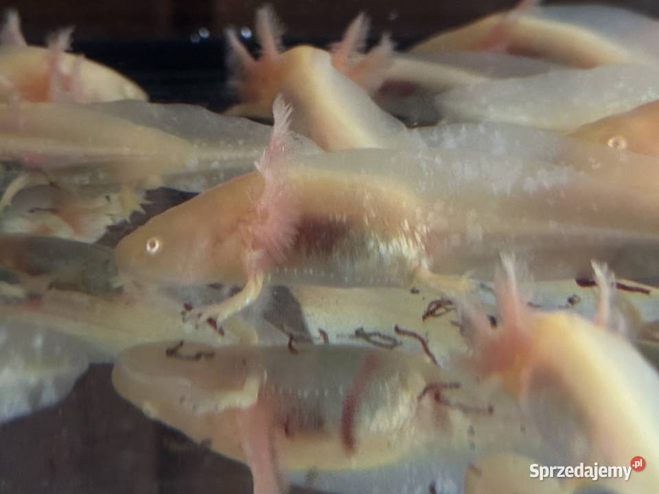 Aksolotl Salamandra Meksykańska Kępno
