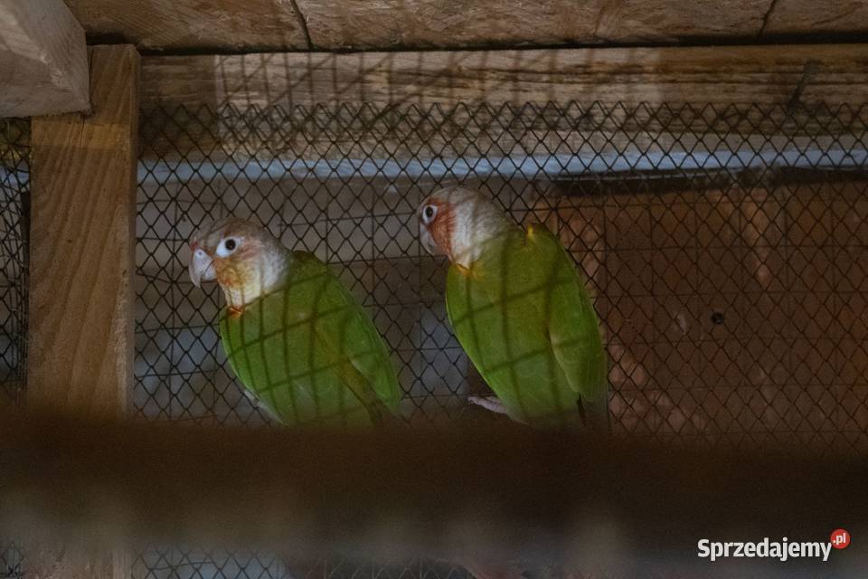 Papugi Rudosterki Red Face Para podkarpackie Chmielnik sprzedam