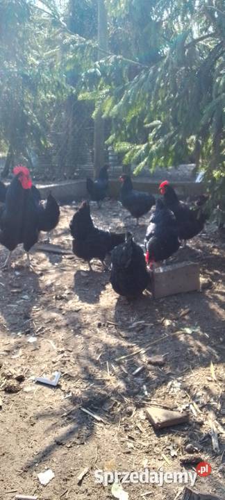 Sprzedam jaja lęgowe kur rasy austrolorp Sarnów