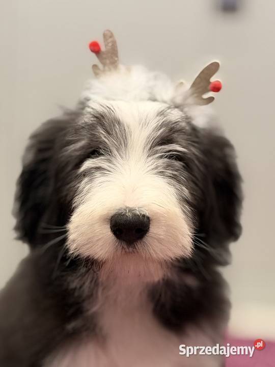 Bearded Collie FCI szczenięta wielkopolskie sprzedam