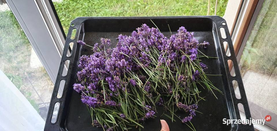 LAWENDA SUSZ Rzeszów