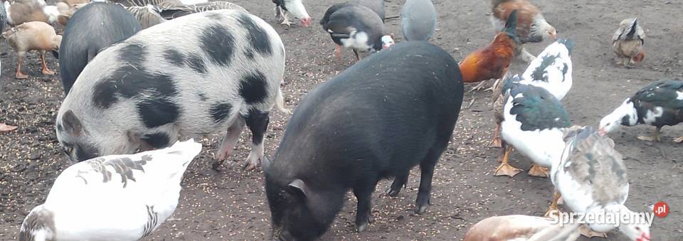 Swinki wietnamskie Siemiatycze